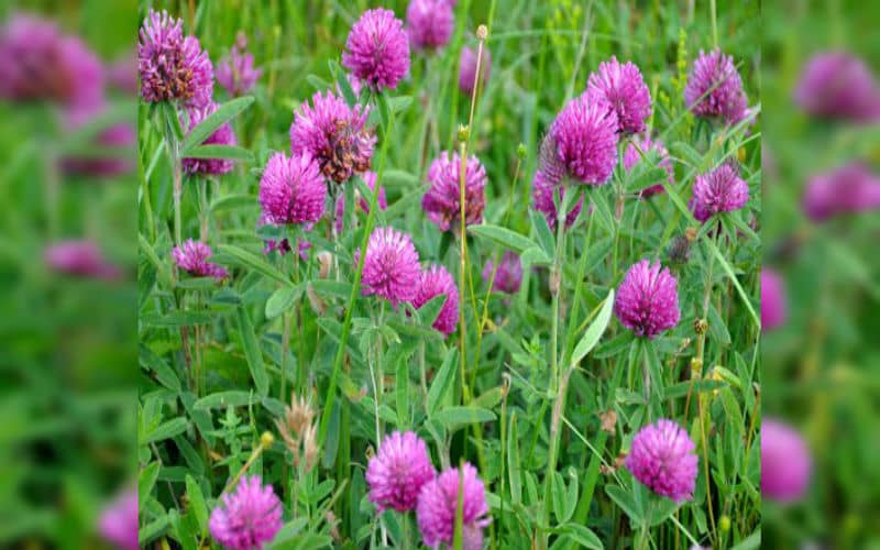 Red Clover Wild Flower Seed Bombs