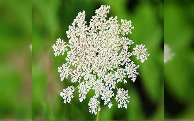 Wild Carrot Wild Flower Seed Bomb for Bee Food.